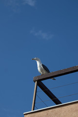 mouette à marseille 