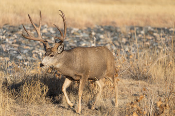 Mule Deer Buck in Colorado During the Rut in Autumn