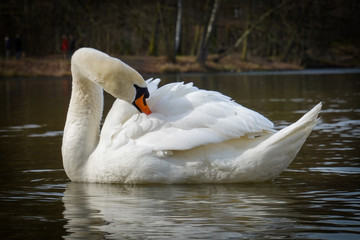 Schwan