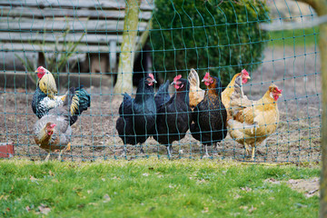 Eingesperrte Hühner hinter dem Zaun