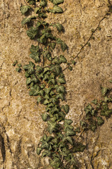 Grüne Pflanzen an einem Rauen Steinfels