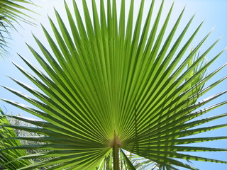 Smooth long palm leaves against the blue sky under the hot sun of the South.