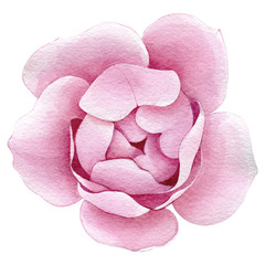 Peony roses pink blossom flower elements