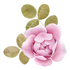 Peony roses pink blossom flower elements