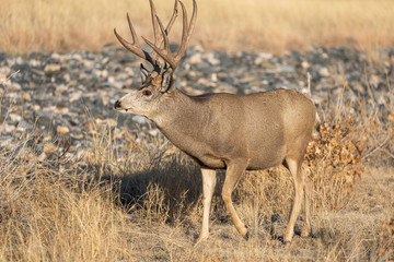 Mule Deer Buck in Colorado During the Rut in Autumn