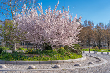 Gennevilliers, France - 03 15 2020: Nature in bloom as spring approaches. White cherry on a...