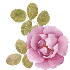 Peony roses pink blossom flower elements