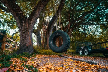 autumnal tractor wheel forest tree vehicle auto nature grass green landscape agriculture appliances...