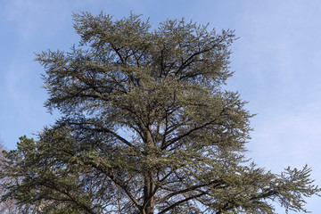Einzelner Zedernbaum im Frühling bei Sonnenschein in Stuttgart, Deutschland