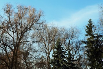 tree and sky