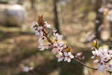 Ein kleiner Zweig von Kirschblüten