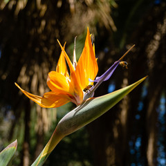 Obraz premium Little bees on a bird of paradise flower