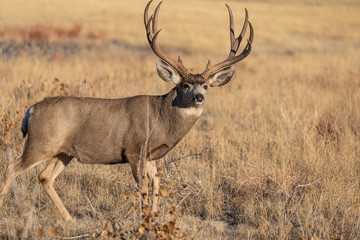 Mule Deer Buck in Colorado During the Rut in Autumn