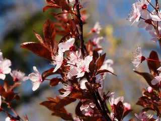 Prunus cerasifera nigra | Prunier myrobolan noir ou Cerisier à fleurs rose pâle sur des rameaux rouge$atres garnis de feuilles rouge à pourpre foncé