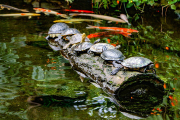 turtles