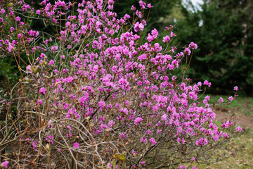 Obraz premium Rhododendron