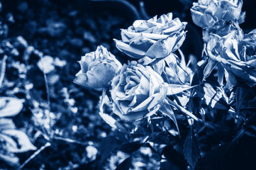 opened bud of a rose in the warm summer in the garden in classic blue. Trendy toning and contrasting background for design. Copy space