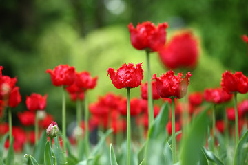 Fototapeta na wymiar Tulips, beautiful spring flowers