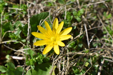 yellow flower in the forest