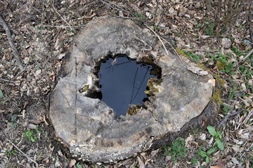 Hole full of water in wooden log