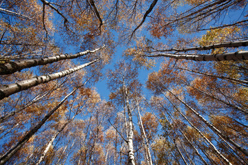 colorful autumn trees in forest
