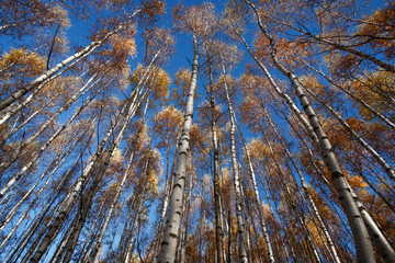 colorful autumn trees in forest