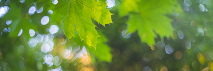 flora abstract image of green leaves, blurry background with round light spots