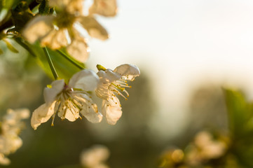 Background blooming beautiful white cherries in raindrops on a sunny day in early spring close up, soft focus