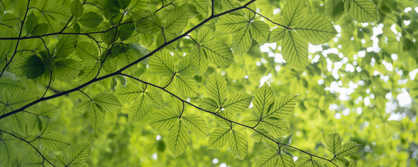 Tree branches with green leaves view from below blurry bokeh background