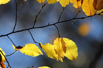 colorful autumn leaves in forest, blue background