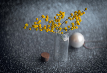 A sprig of Mimosa on a beautiful background