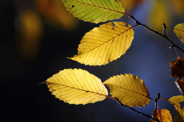 colorful autumn leaves in forest, blue background