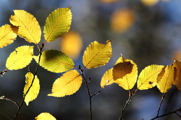 colorful autumn leaves in forest, blue background