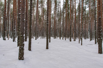 Fototapeta premium Winter forest