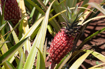 baby pineapple growing 