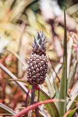 Fototapeta premium baby pineapple growing 