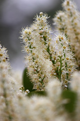 white spring flowers