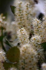 white spring flowers