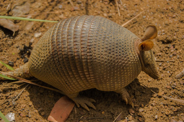 Tatu galinha (Dasypus novemcinctus) fotografado na região do ecossistema de Cerrado no Brasil