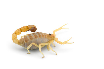 African venom Scorpion isolated on white background