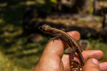Lagarto brasileiro Anolis na mão de um pesquisador no Cerrado Brasileiro