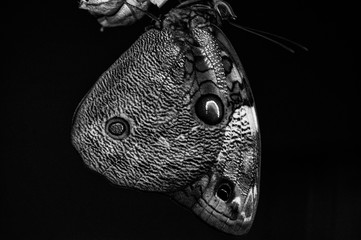 borboleta após metamorfose em preto e branco 