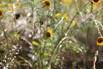 Yelow summer flowers 