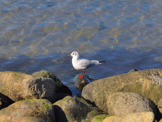 Seagull on water