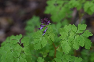 Fumewort (Corydalis incisa) has red-purple tubular flowers in spring. But it is a poisonous plant that contains protopin.