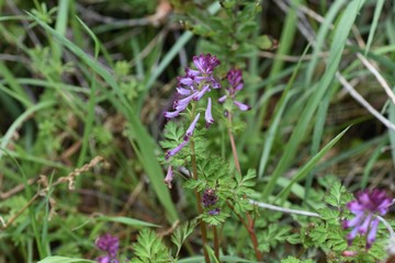 Fumewort (Corydalis incisa) has red-purple tubular flowers in spring. But it is a poisonous plant that contains protopin.