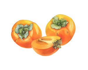Two ripe whole and halved cut of orange color persimmon fruit (also called as diospyros, kaki, sharon or gold apple). Hand drawn botanical watercolor painting illustration isolated on white background