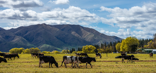 Set of black and white cows grazing in a beautiful green field on a sunny day, New Zealand