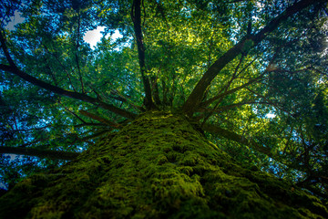 Copa de um pinheiro e sua casca verde com musgo em uma cidade de Portugal  © Rafael