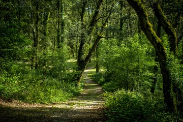 Gordijnen bonita floresta no norte de Portugal, parque Peneda dos Gerês © Rafael